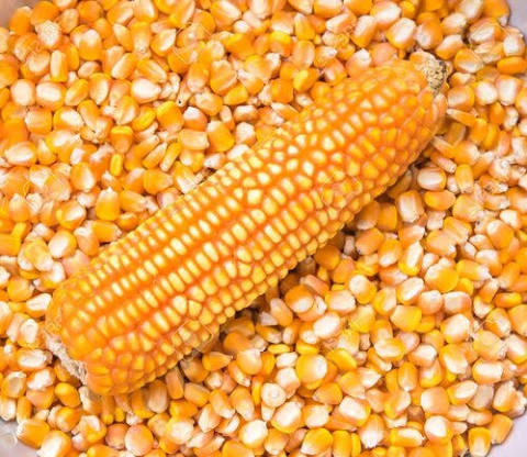 Yellow Maize / Corn
