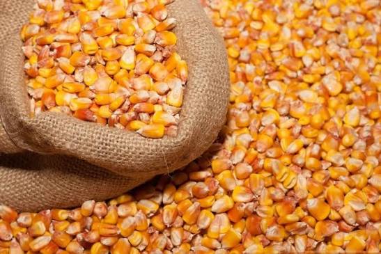 Yellow Maize / Corn