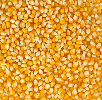 Yellow Maize / Corn