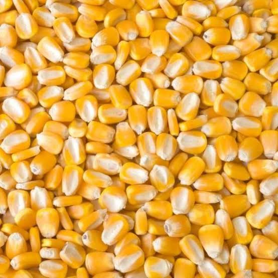 Yellow Maize / Corn