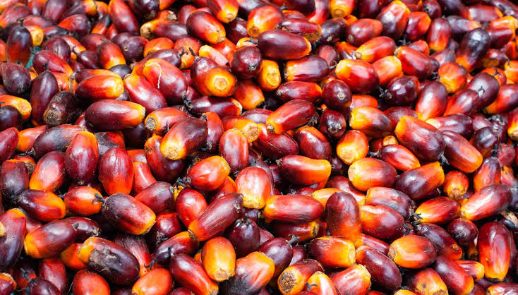 Palm Kernel