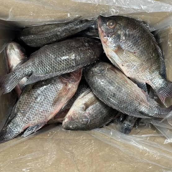 Tilapia