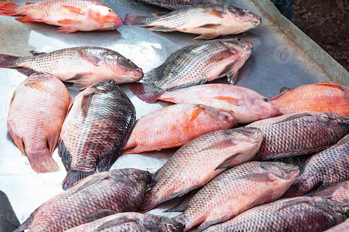 Tilapia