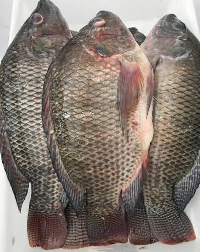 Tilapia