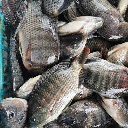 Tilapia