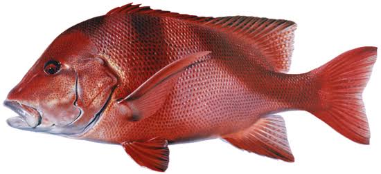 Red Emperor snapper