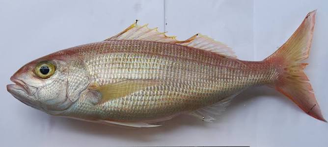 Jobfish