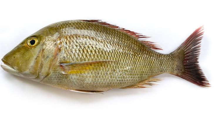 Emperor Fish