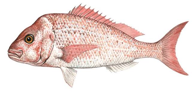 Pink Snapper