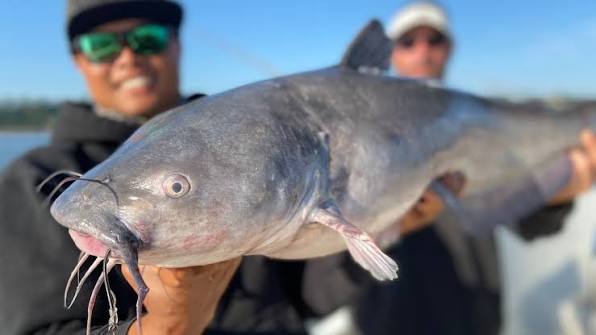 Catfish