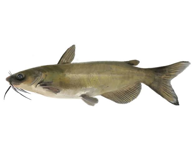 Catfish