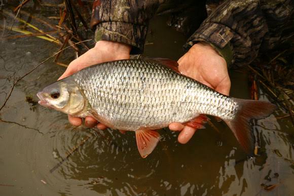 Panla Fish