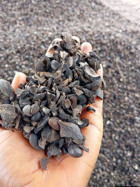 Palm Kernel Shell