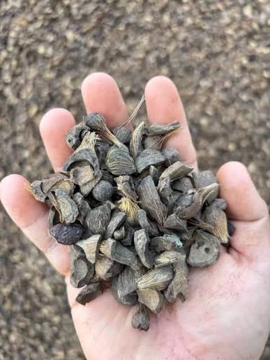 Palm Kernel Shell