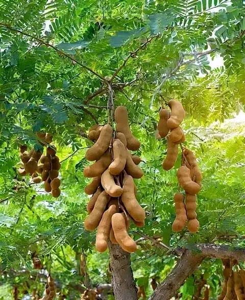 Tamarind