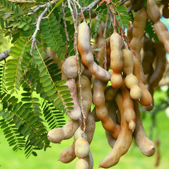 Tamarind
