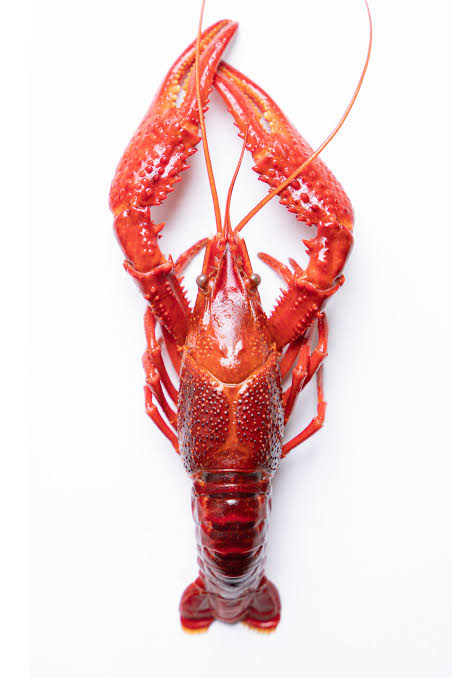 Crayfish