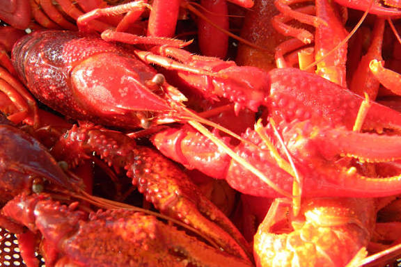 Crayfish