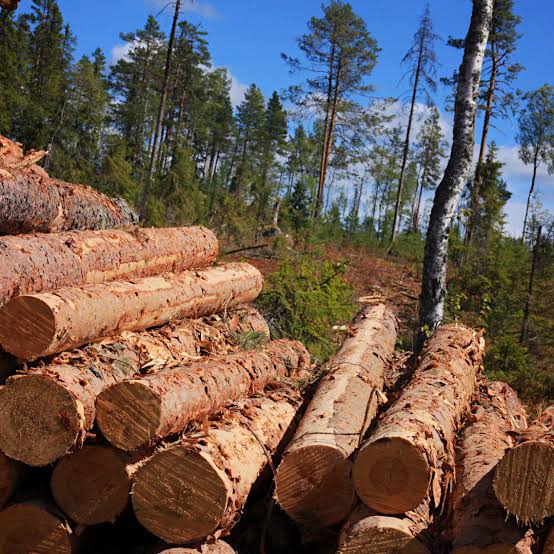 Timber