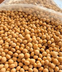 NON-GMO SOYBEANS