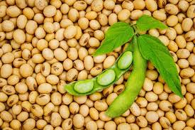 NON-GMO SOYBEANS