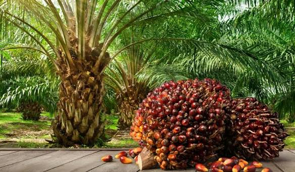 Palm Oil