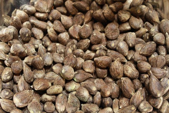 Palm Kernel