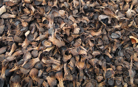 Palm Kernel