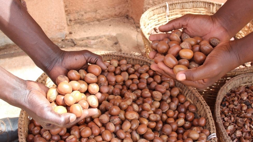 Shea Nut