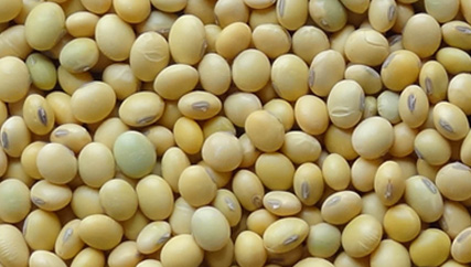 NON-GMO SOYBEANS