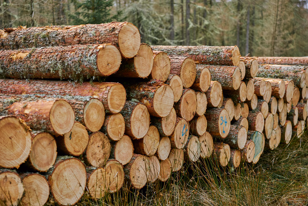 Timber