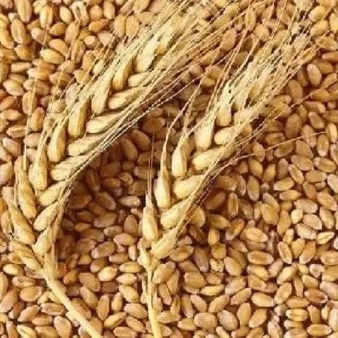 Wheat