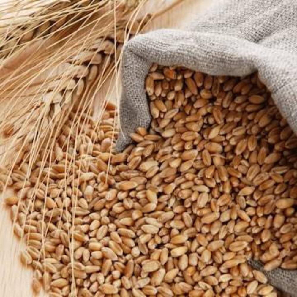 Wheat